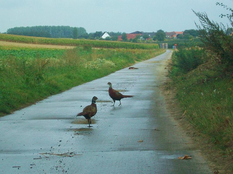 Tijdens de voormiddagrit was de opdracht de letters langs de weg te noteren en hiermede een woord te vormen (8).JPG